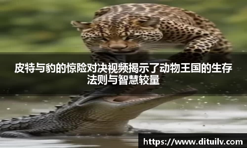 皮特与豹的惊险对决视频揭示了动物王国的生存法则与智慧较量